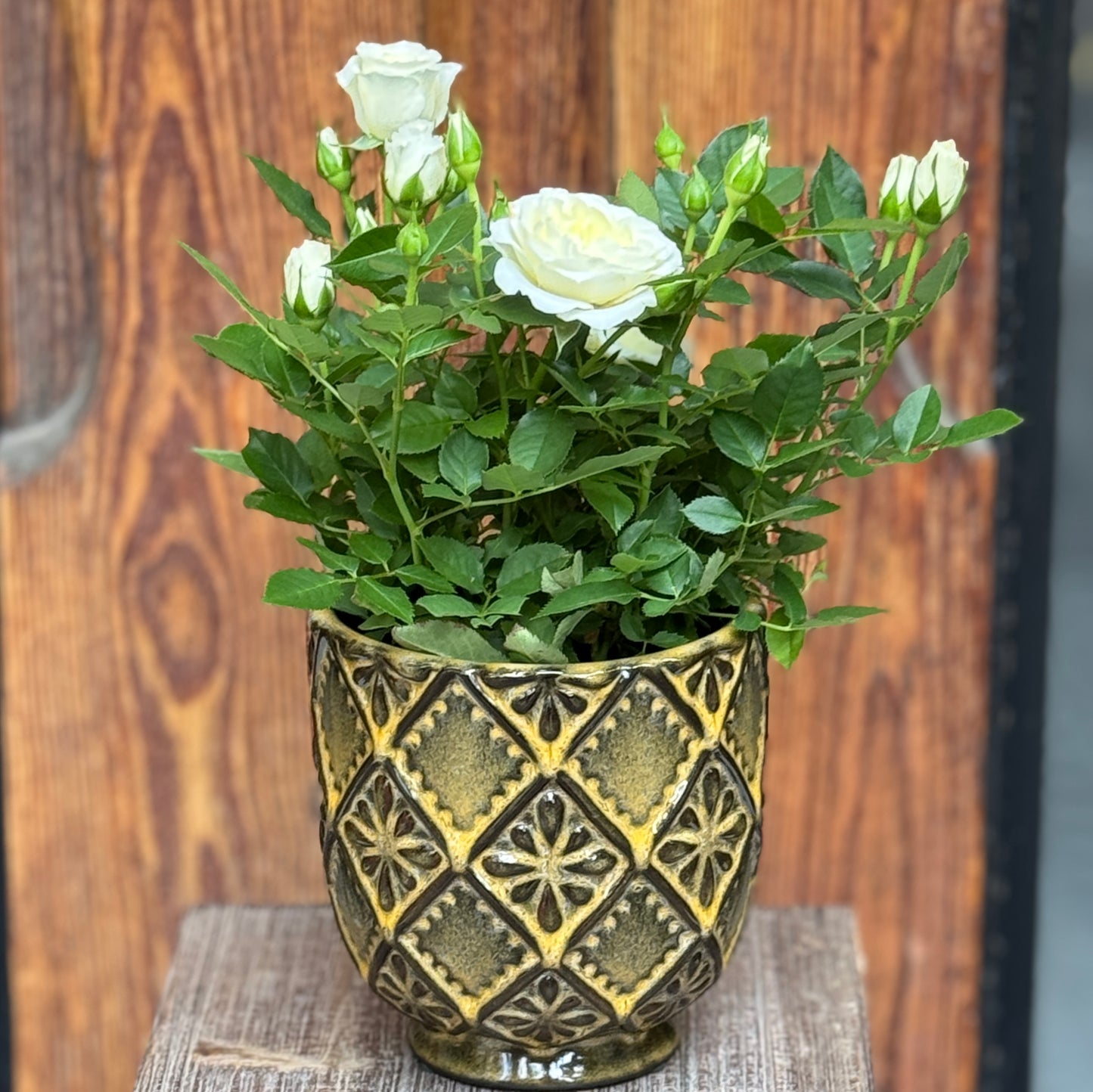 Rosebush with Pot