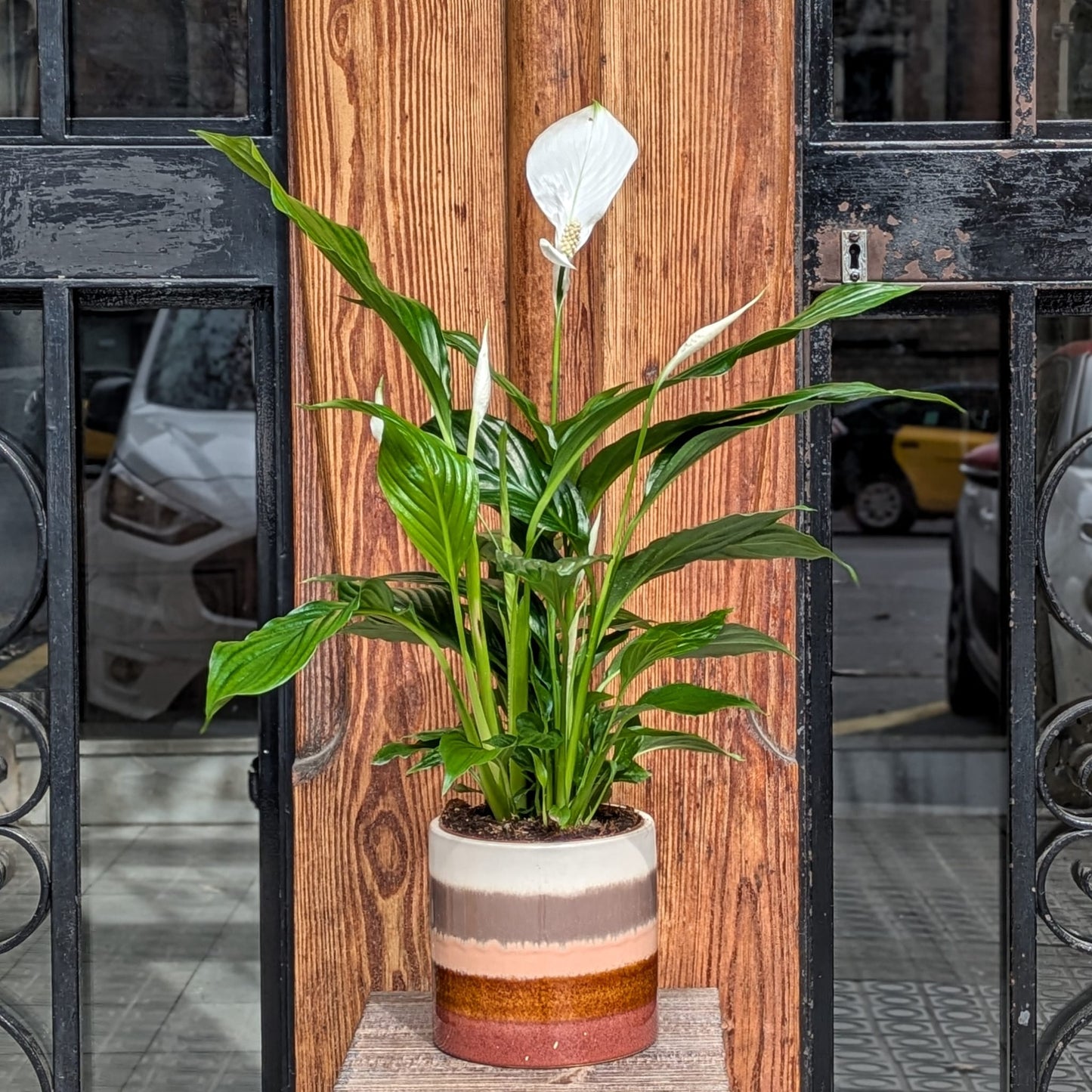 Spathiphyllum pequeño (planta)
