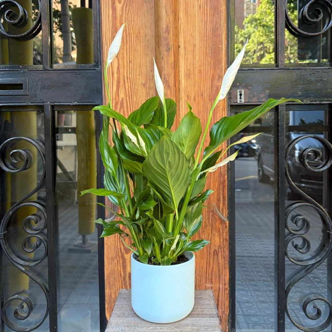 Spathiphyllum - El Lirio de la Paz