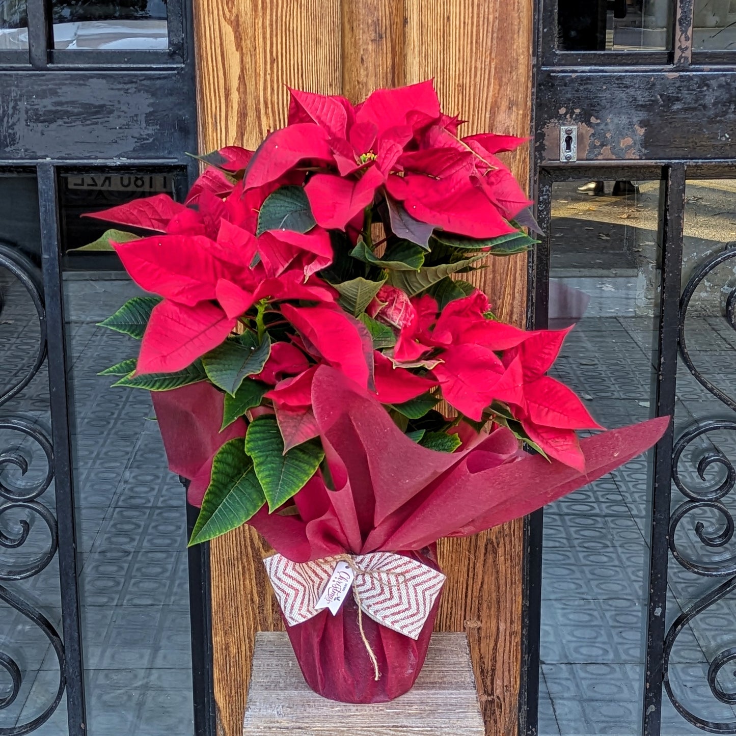 Poinsettia