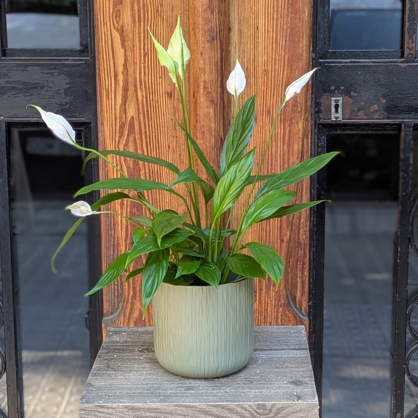 Spathiphyllum - El Lirio de la Paz