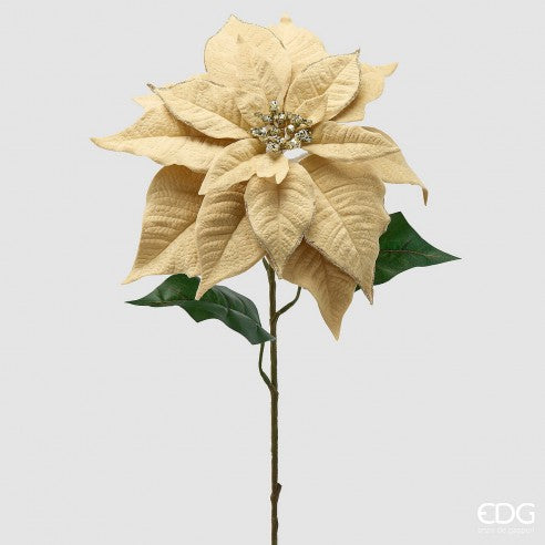 Poinsettia Dorada