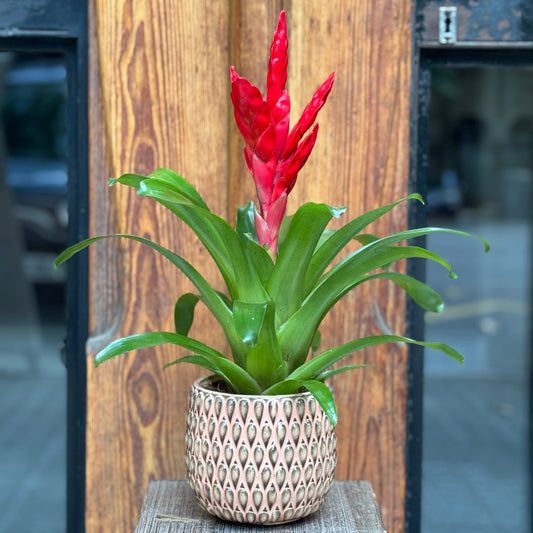 Vriesea with flowerpot