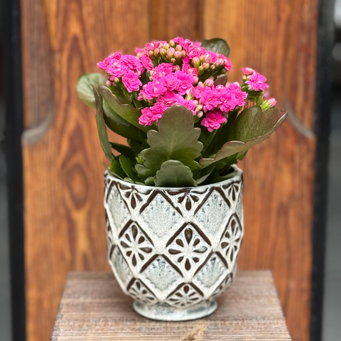 Kalanchoe amb test