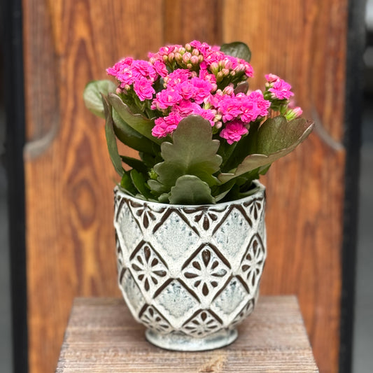 Kalanchoe amb test