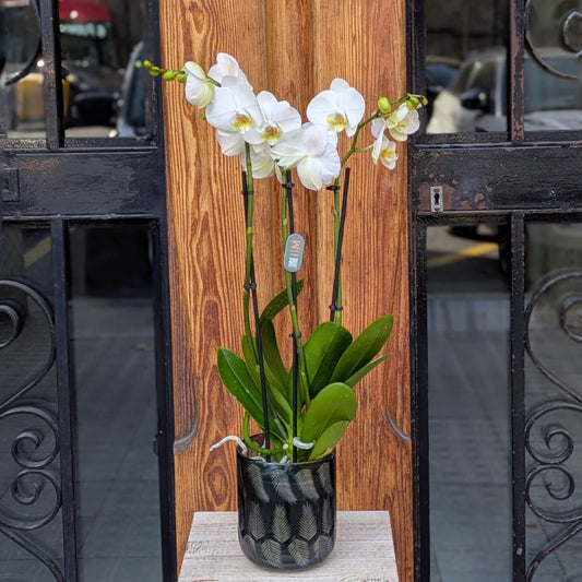 The White Orchid - Timeless Elegance