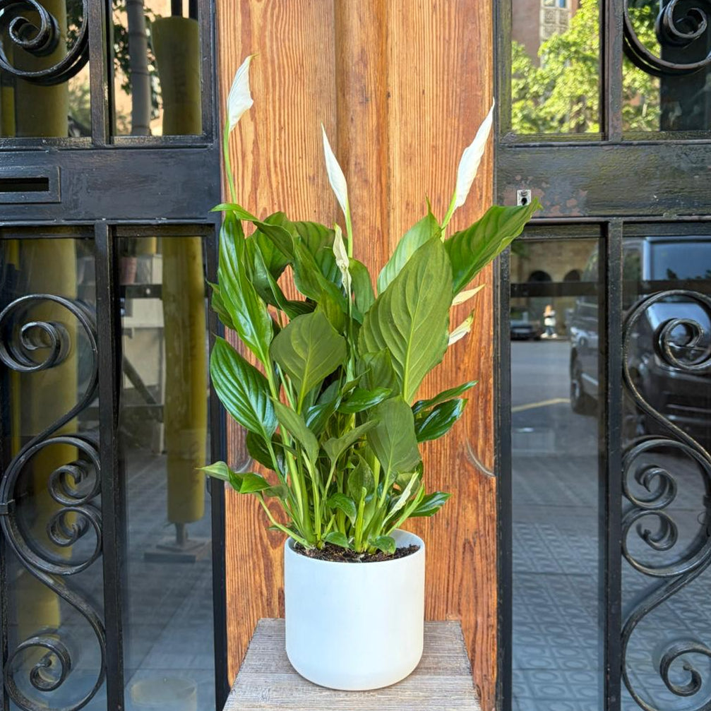 Spathiphyllum - El Lirio de la Paz
