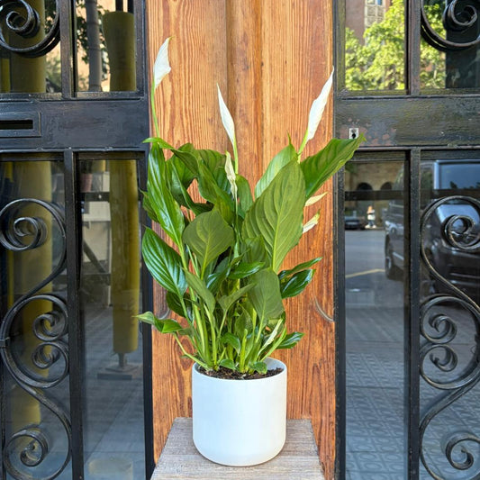 Spathiphyllum - El Lirio de la Paz