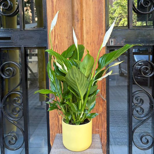 Spathiphyllum - El Lirio de la Paz